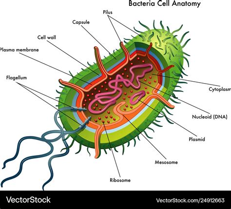 Structure Of A Bacteria