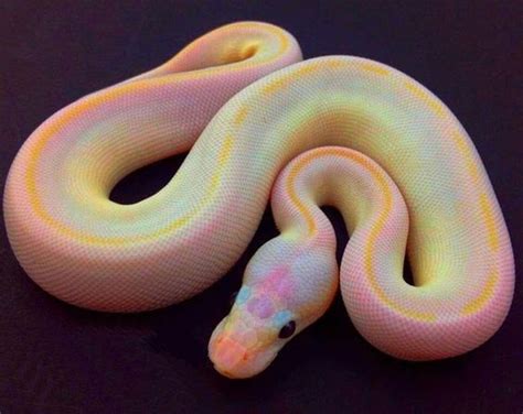 Photo in Albino 3 - Google Photos | Pet snake, Snake photos, Cute reptiles