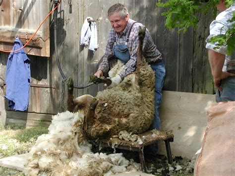 Sheep Shearing Wool Shear - Free photo on Pixabay - Pixabay