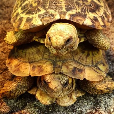 Wake up with a short stack of pancakes. Our pancake tortoises are so ...