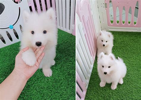 Jual Samoyed Puppies - Anjing Samoyed - AnjingKita.Com