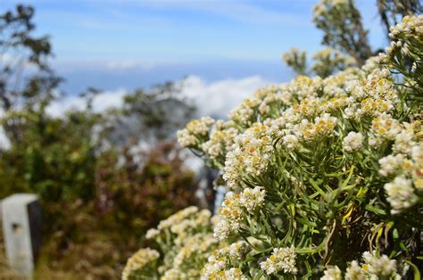 8 gunung di Indonesia dengan pemandangan edelweis terindah - ruang pendaki