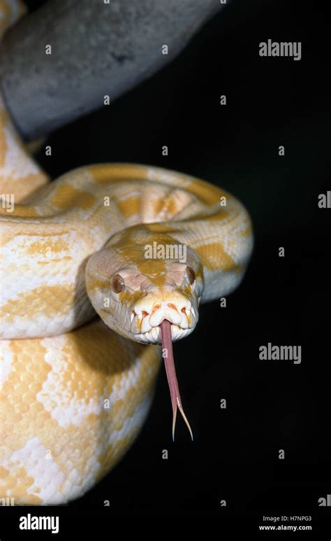 Burmese Python (Python molurus bivittatus) sensing with tongue, native to China and Indonesia ...