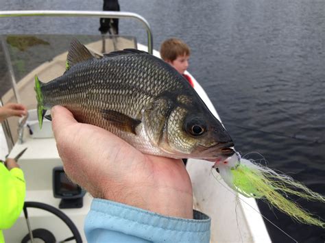 NC River Crappie and Whiter Perch Pamlico River - FishIBX Eastern NC Fishing Guide