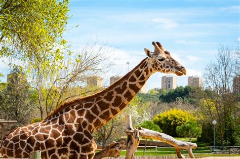 Zoo Aquarium de Madrid - Un paseo en familia para aprender sobre la ...