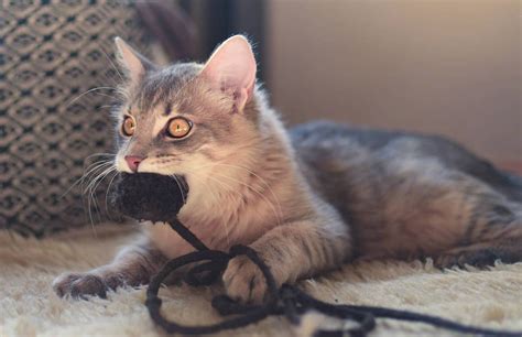 The 14 Best Chew Toys For Cats [With Razor Sharp Teeth]