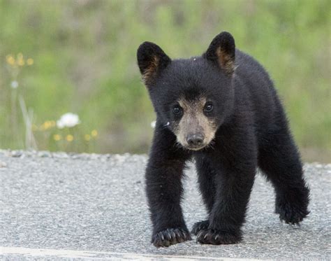 Black Bear Baby