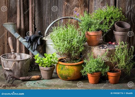 Homegrown and Aromatic Herbs in Old Clay Pots Stock Photo - Image of closeup, pots: 99058776