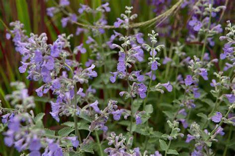 Nepeta 'Six Hills Giant' - BBC Gardeners World Magazine