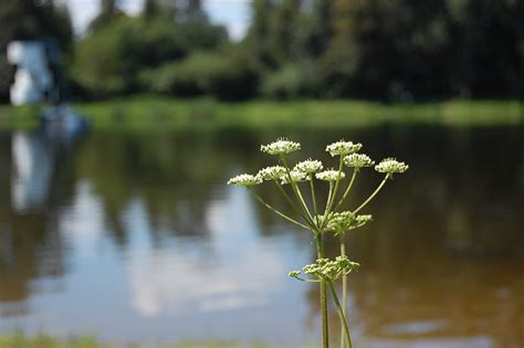 Lake Flowers Plants - Free photo on Pixabay