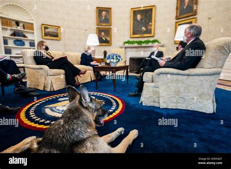 Biden family dog hi-res stock photography and images - Alamy