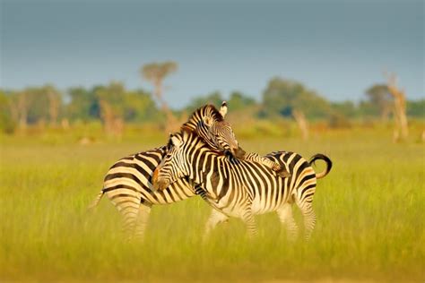 Botswana Safari: The Planning Guide for Beginners - Africa Freak