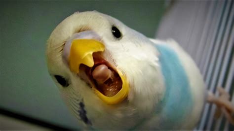 Anger Budgie Meme Generator - Imgflip