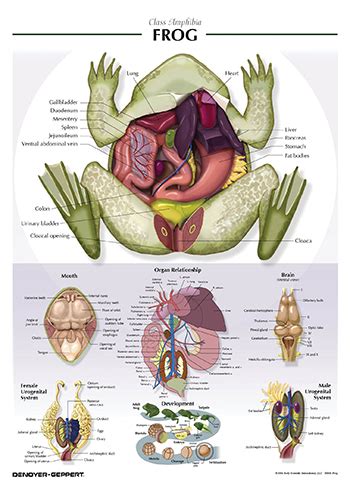 Frog Chart-7506-08