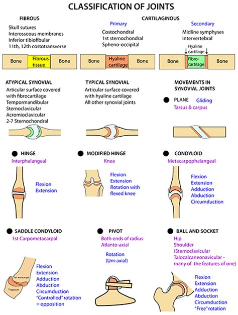 Instant Anatomy - Upper Limb - Joints - Classification | Anatomy education, Basic anatomy and ...