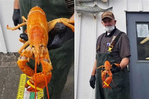 Extremely rare orange lobsters rescued from seafood markets