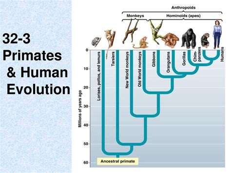 Primate Evolution - Introduction