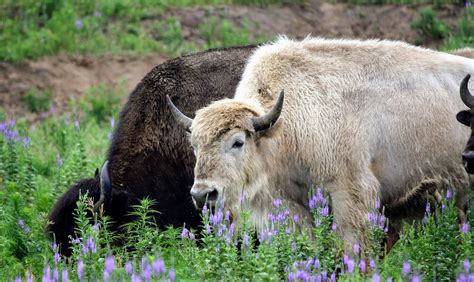 Download free photo of Buffalo,white,rare,animal,nature - from needpix.com