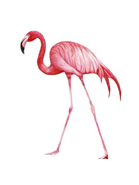 Watercolor pink flamingo, Tropical exotic bird rose flamingo 25217846 PNG