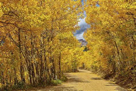 Aspen Grove Trail Photograph by Rhonda Thompson