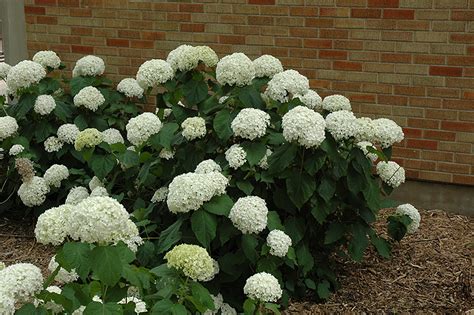 Annabelle Hydrangea (Hydrangea arborescens 'Annabelle') in Aurora Oswego Batavia Montgomery ...