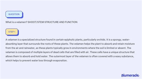 SOLVED:What is a velamen? SHOOT/STEM STRUCTURE AND FUNCTION