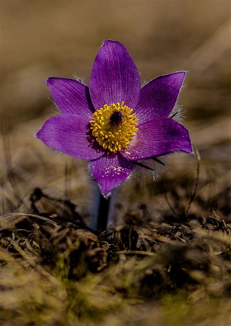 Free Images : nature, purple, petal, botany, flora, wildflower, close up, spring flower, macro ...
