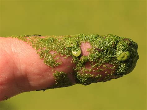 Artenseite: Wolffia globosa - Kugelige Zwergwasserlinse | Bochumer Botanischer Verein e. V.