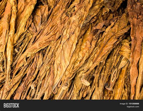 Large Dried Tobacco Image & Photo (Free Trial) | Bigstock