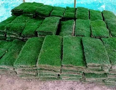 Natural Carpet Grass (Maxican) - Plantshub