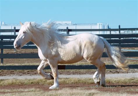 American Cream Draft Horse Info, Origin, History, Pictures