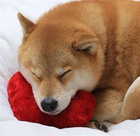 Maru, The Cutest Shiba Inu On Instagram