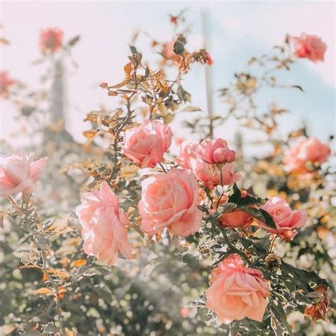 11:11 on Twitter | Beautiful flowers, Flower aesthetic, Pretty flowers