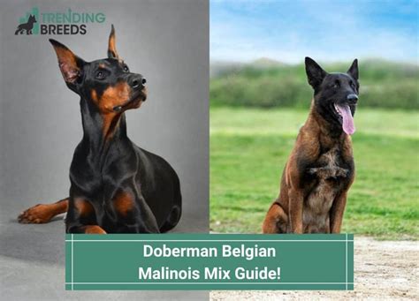 Doberman Belgian Malinois Mix Guide! (2022)