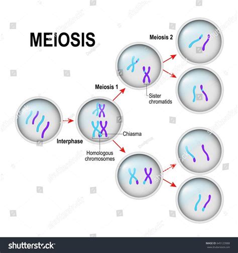 Meiosis Cell Division Interphase Illustration Labeled Stock Vector (Royalty Free) 645123988 ...