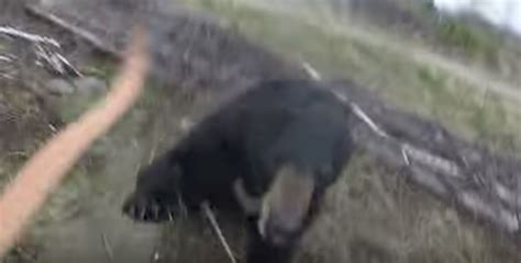 A Hunter Films the Start of a Terrifying Bear Attack in Ontario - Thrillist