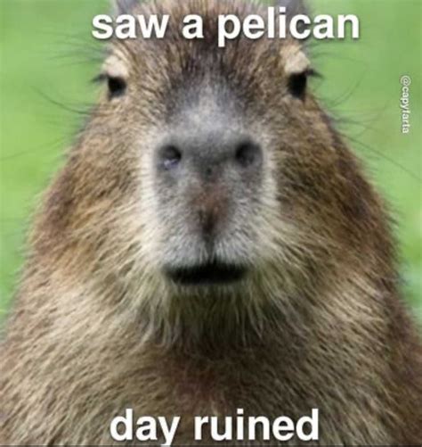 Capybara Meme Phenomenon Capybara Meme for famous with Capybara, Cavy, Extant, Hydrochoerus ...