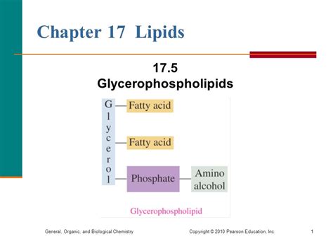 Structure Of Glycerophospholipid