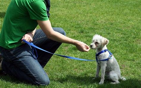 High Frequency Training: How to Use Dog Whistles - Top Dog Tips Dog Training Obedience, Training ...