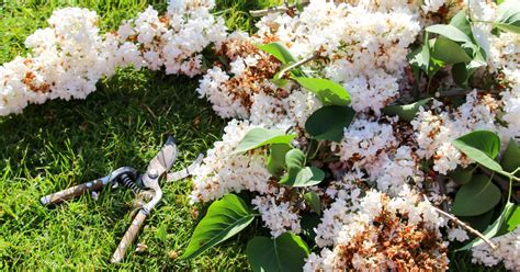 11 Tips For Pruning Your Lilacs This Season