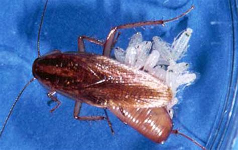 German cockroach - Blattella germanica (Linnaeus)