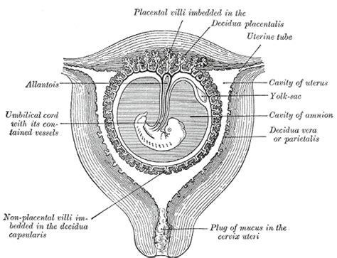 Amniotic sac - wikidoc