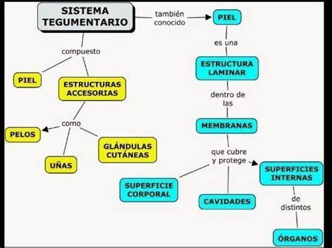 un organizador visual del sistema tegumentario de los animales ...