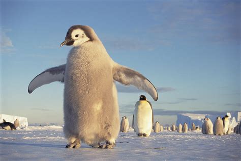 Emperor Penguin Aptenodytes Forsteri Photograph by Tui De Roy - Fine Art America