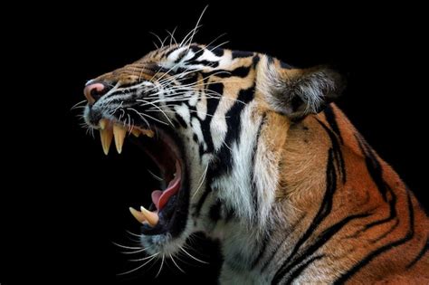 Faccia arrabbiata della tigre di sumatra, animale arrabbiato, testa di primo piano della tigre ...