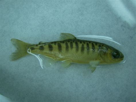 File:Coho salmon fingerling (SC) 1.JPG - Wikimedia Commons