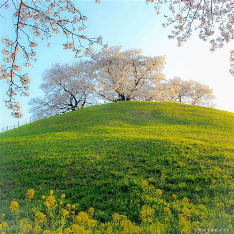 Unique views, Cherry Blossoms and Higanbana at Sakitama