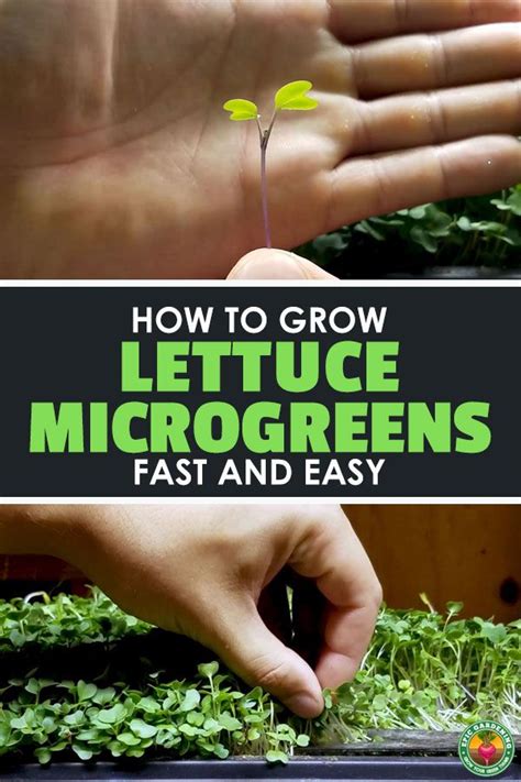 How to Grow Lettuce Microgreens Fast and Easy - Epic Gardening | Microgreens, Growing lettuce ...