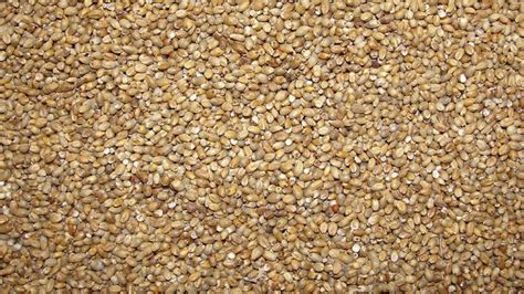 What is the Difference Between Millet and Sorghum - Pediaa.Com