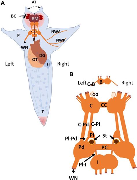 Frontiers | A review of the circuit-level and cellular mechanisms ...